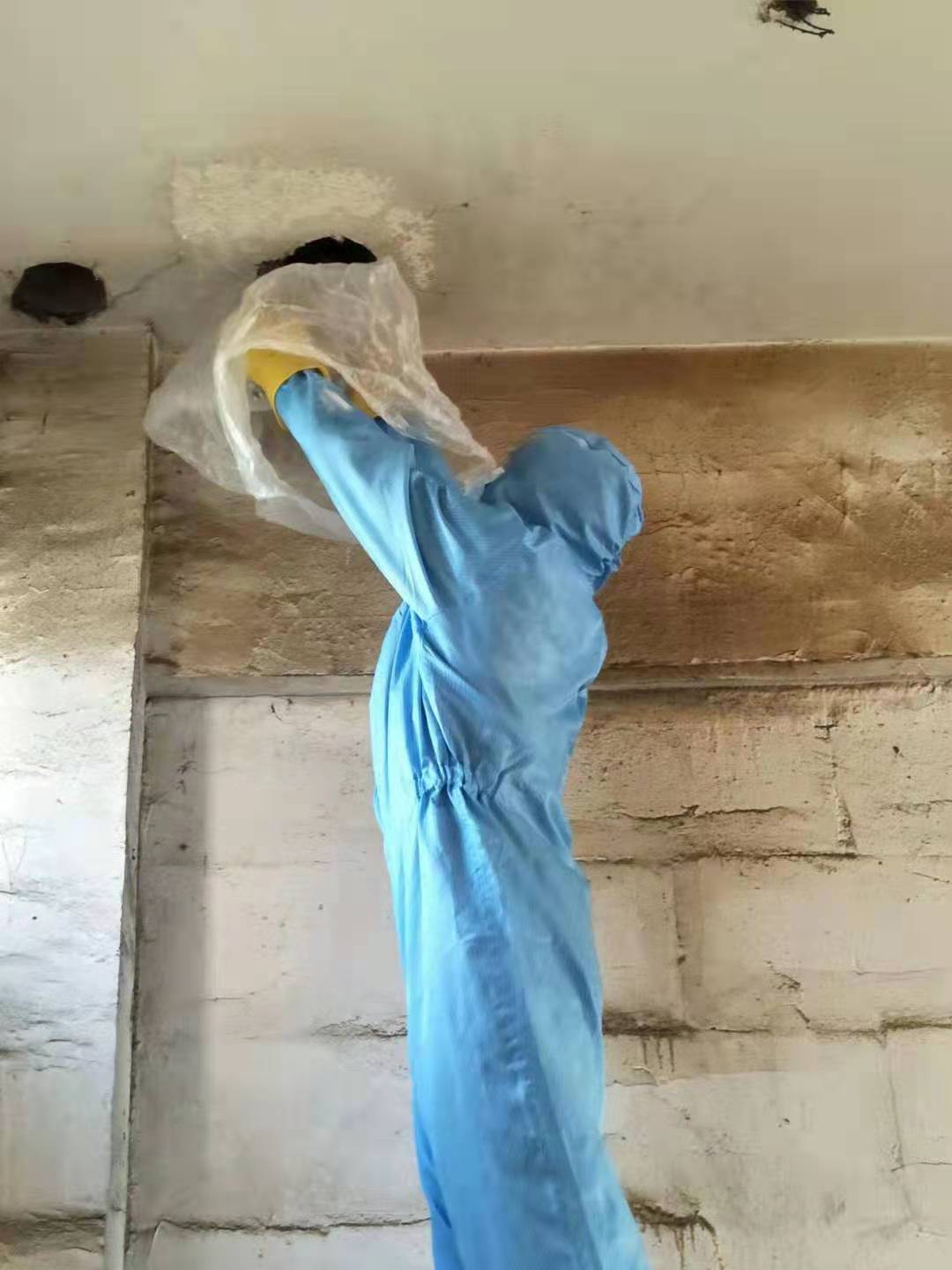 自贡除虫